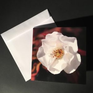 Card White Rose
