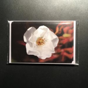 Five mini Cards White Rose